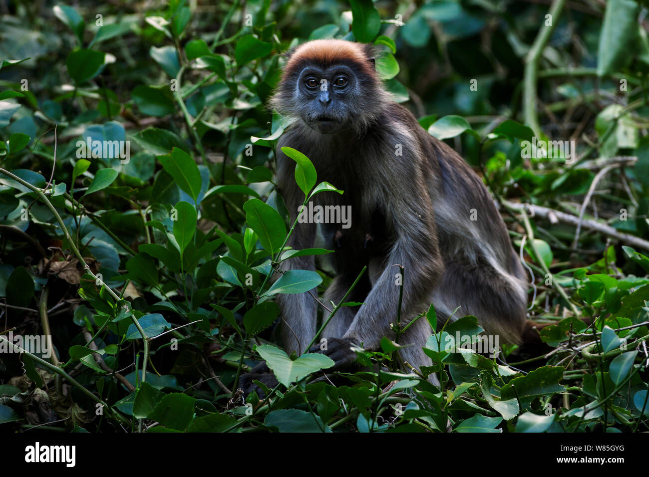 Tana red colobus (Procolobus rufomitratus) mature female eating leaves in a tree. Tana River Forest, South eastern Kenya. Stock Photo