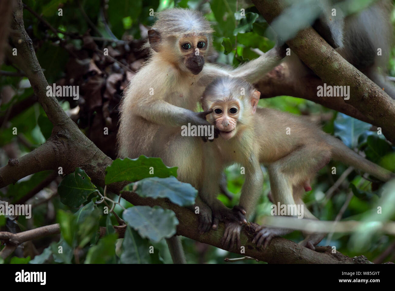 Tana mangabey (Cercocebus galeritus) babies playing in a tree. Tana River Forest, South eastern Kenya. Stock Photo