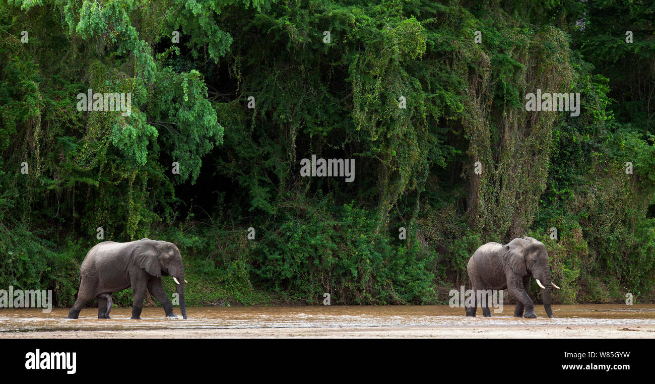 African forest elephants (Loxodonta cyclotis) walking through Tana River. Tana River Forest, South eastern Kenya. Stock Photo