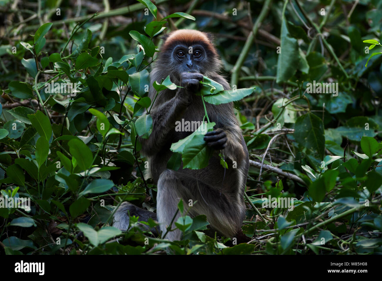 Tana red colobus (Procolobus rufomitratus) mature female eating leaves in a tree. Tana River Forest, South eastern Kenya. Stock Photo