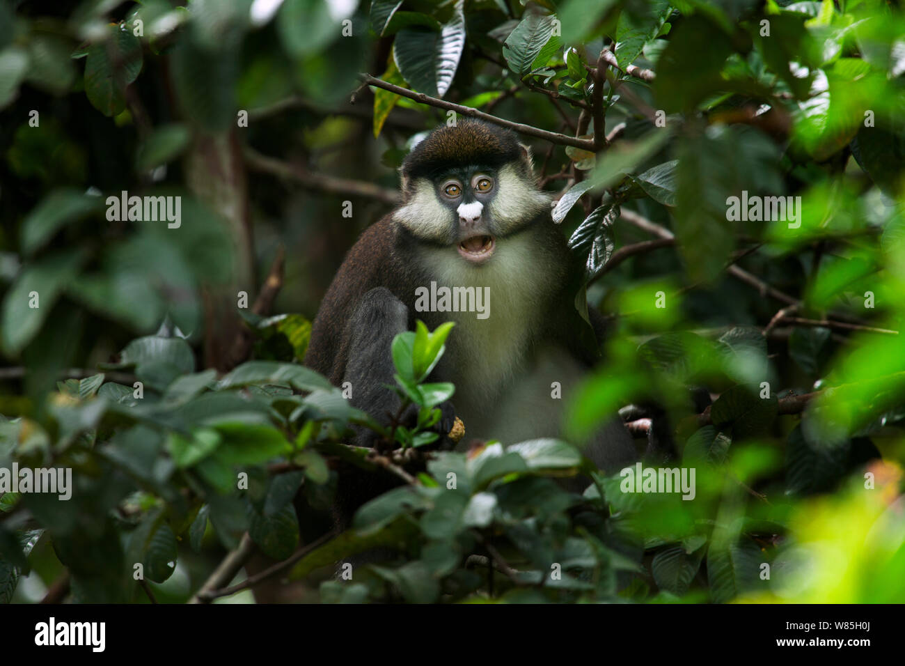 Red-tailed monkey (Cercopithecus ascanius) calling. Kakamega Forest National Reserve, Western Province, Kenya. Stock Photo