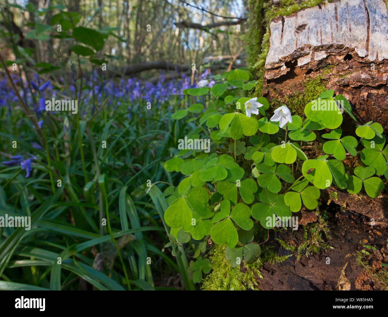 Common Sorrel Uk High Resolution Stock Photography And Images Alamy Common Sorrel Uk High Resolution Stock Photography And Images Alamy