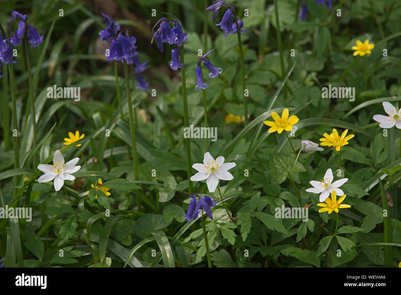 Bluebells (Hyacinthoides non-scripta), Lesser celandine (Ranunculus ficaria) and Greater stitchwort (Stellaria holostea) Foxley Wood, Norfolk, UK, April 2014. Stock Photo