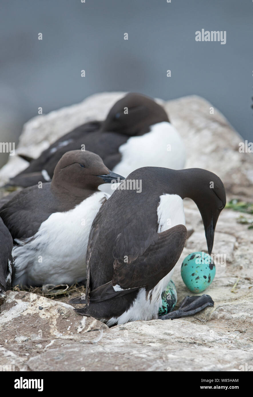 Common guillemots / Common murres (Uria aalge) with eggs, Inner Farne, Farne Islands, Northumberland, UK, May. Stock Photo