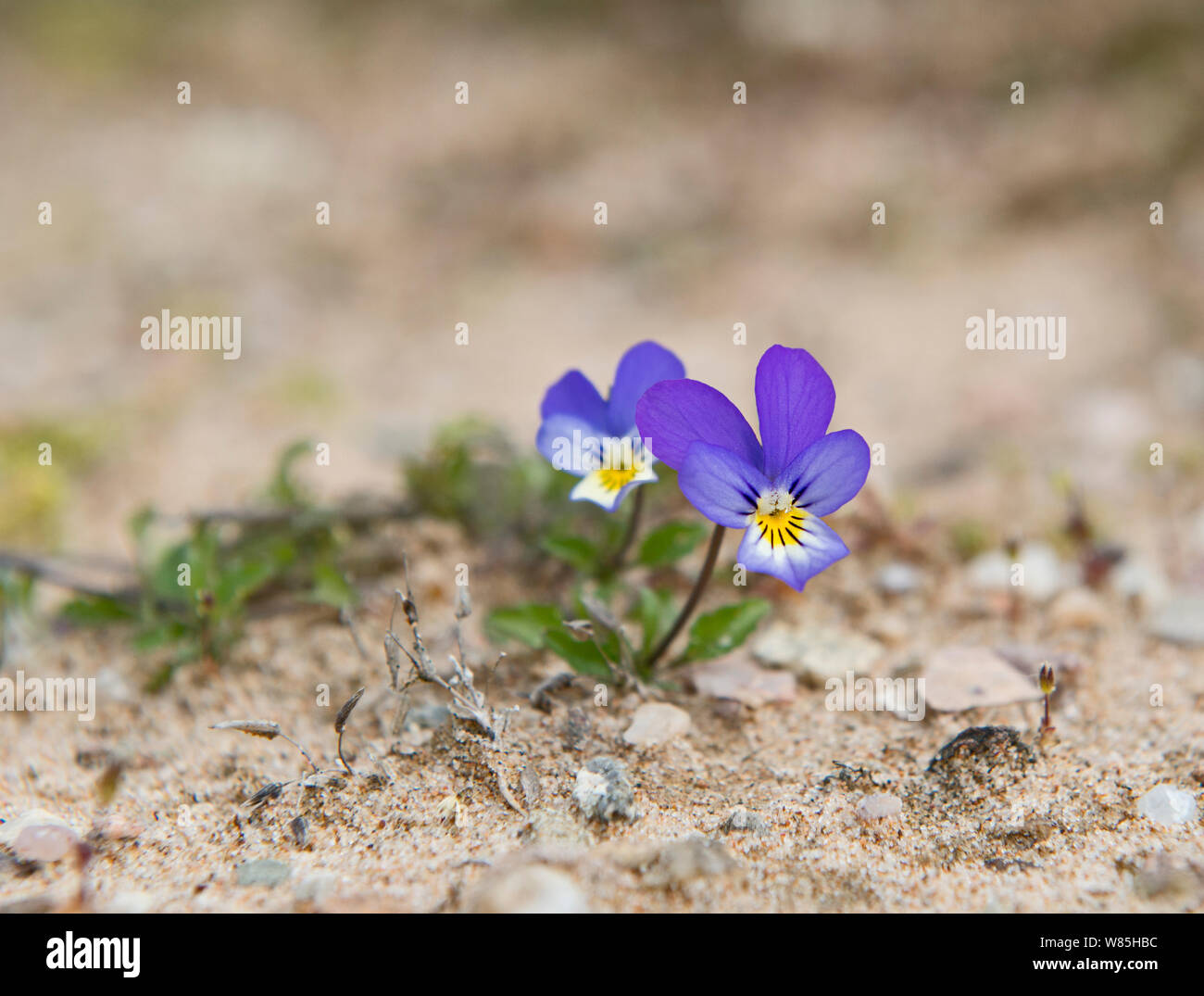 Wild pansy (Viola tricolor) growing in sand dune, Sands of Forvie National Nature Reserve, Aberdeenshire, Scotland, June. Stock Photo