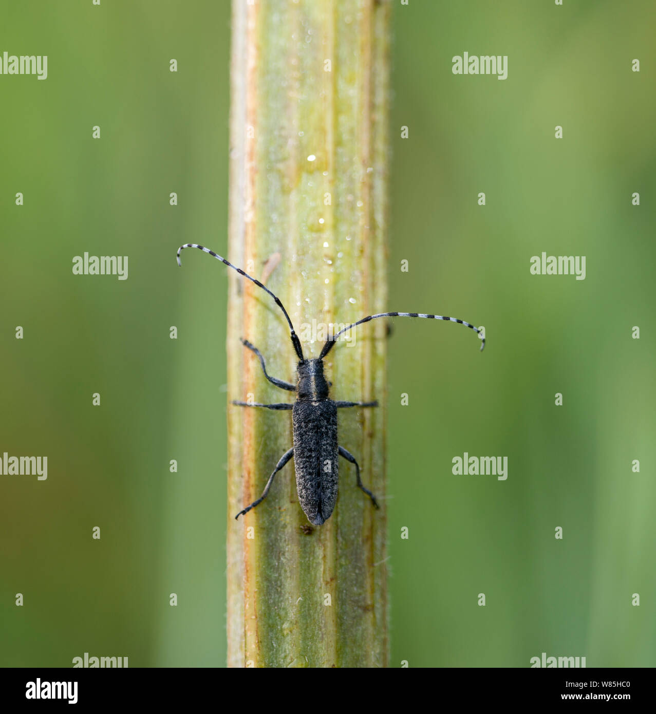 Longhorn beetle (Agapanthia villosoviridescens) Cley, Norfolk, UK, July. Stock Photo