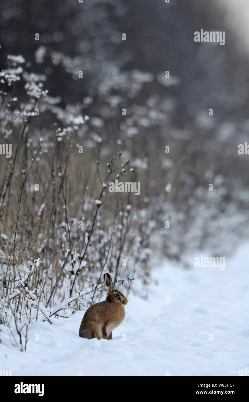 Brown hare (Lepus europaeus) in the snow along hedgerow, Norfolk, UK, January. Stock Photo