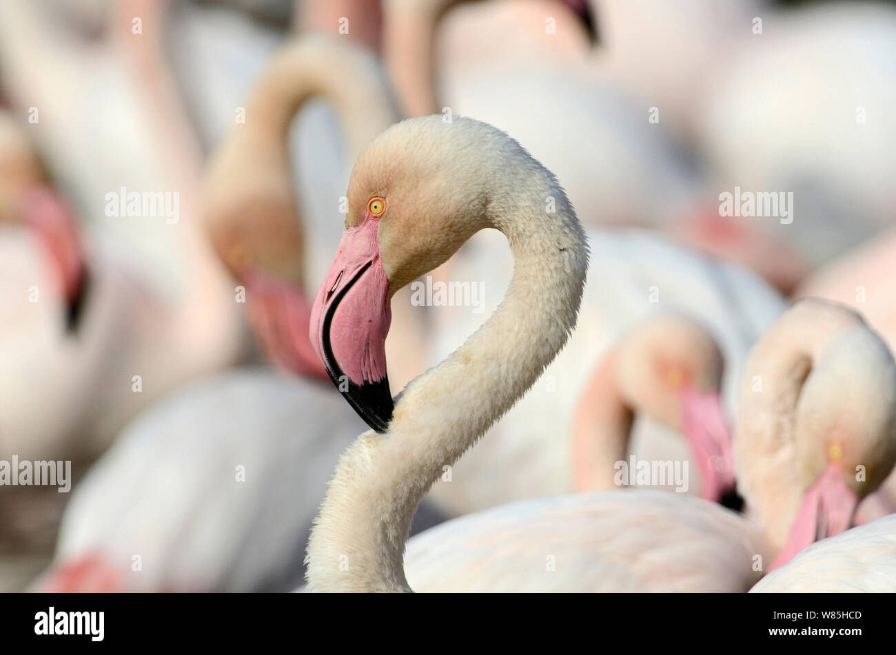 Greater flamingo (Phoenicopterus roseus) Camargue, France, February. Stock Photo