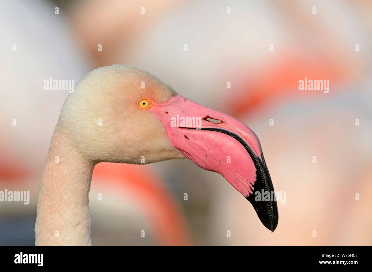 Greater flamingo (Phoenicopterus roseus) portrait, Camargue, France, February. Stock Photo