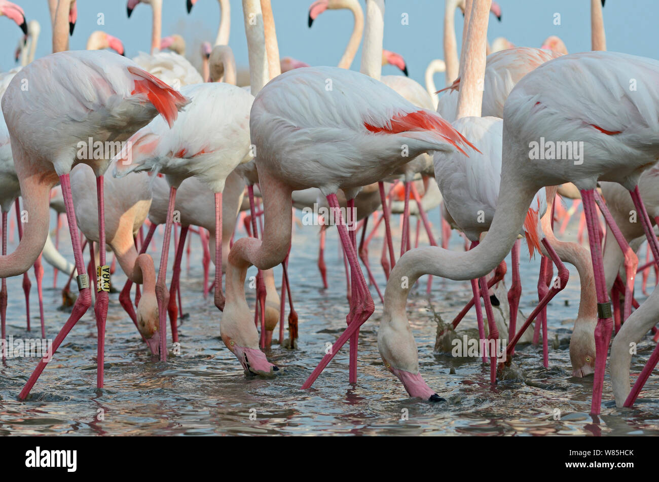 Greater flamingos (Phoenicopterus roseus) feeding, Camargue, France, February. Stock Photo