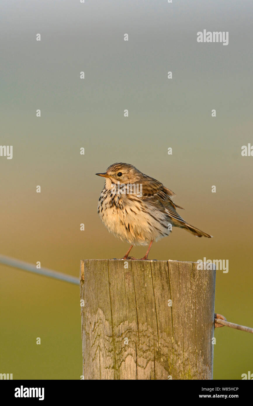 Meadow pipit (Anthus pratensis) perched on fence post, Cley, Norfolk, UK, May. Stock Photo