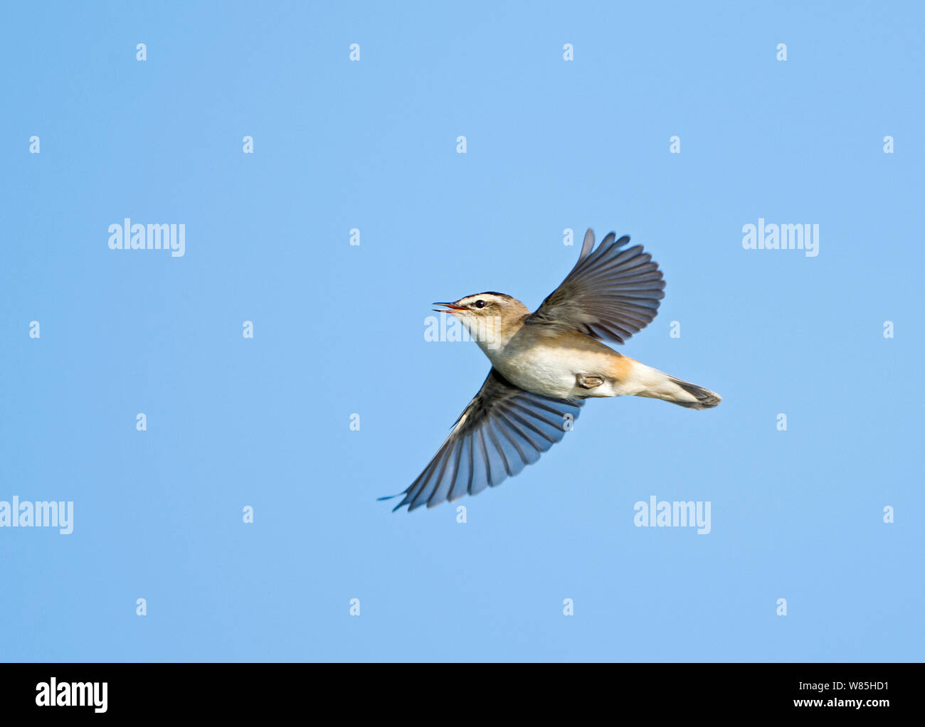 Sedge warbler (Acrocephalus schoenobaenus) in song flight, Cley, Norfolk, UK, May. Stock Photo
