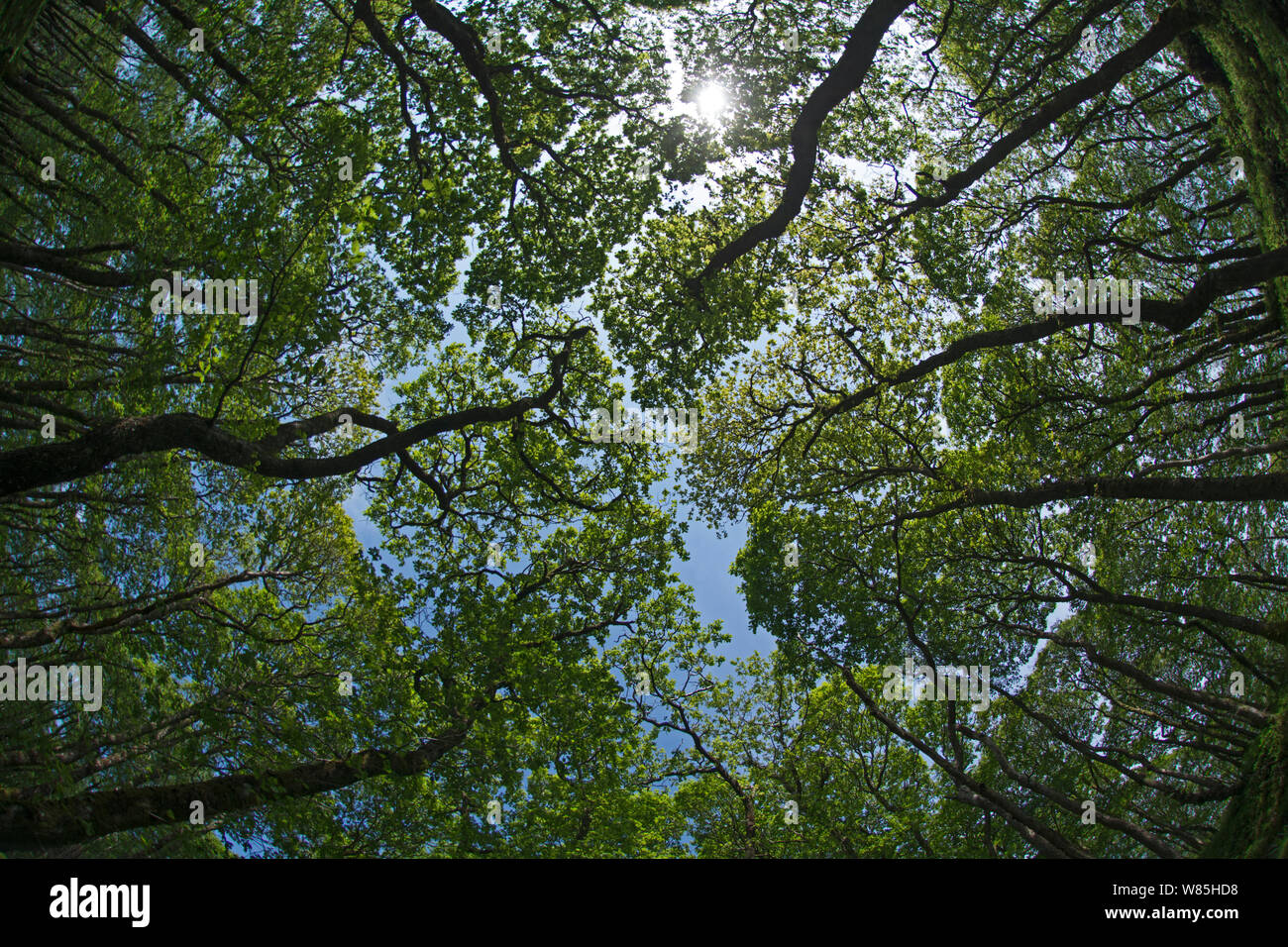 Looking up at canopy in Oak (Quercus sp) woodland, Wood of Cree RSPB Reserve, Dumfries and Galloway, Scotland, May. Stock Photo