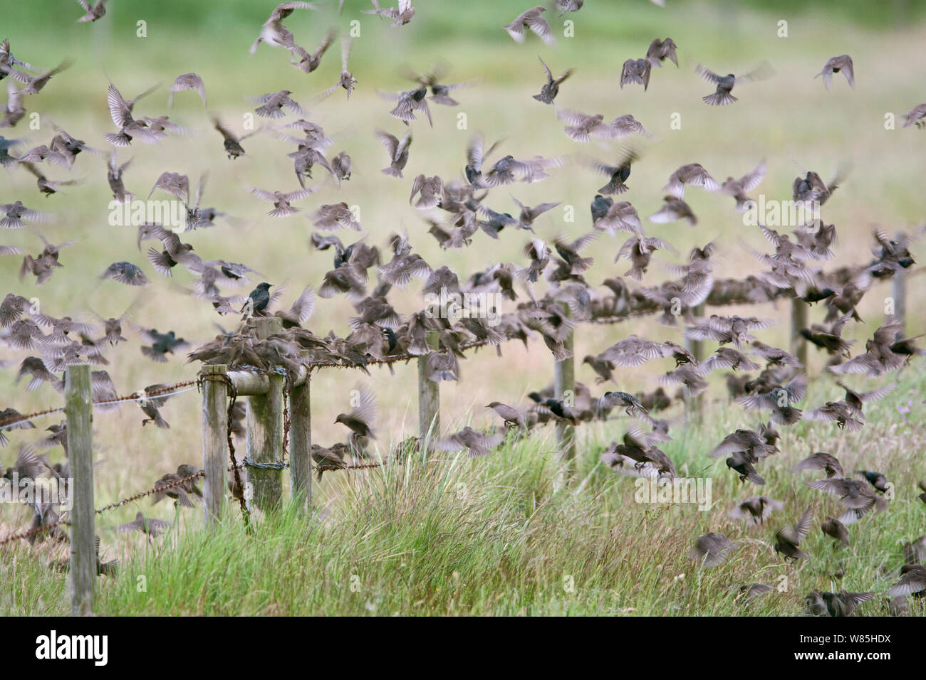 Juvenile Starlings (Sturnus vulgaris) in post breeding flock, Cley, Norfolk, UK, June. Stock Photo