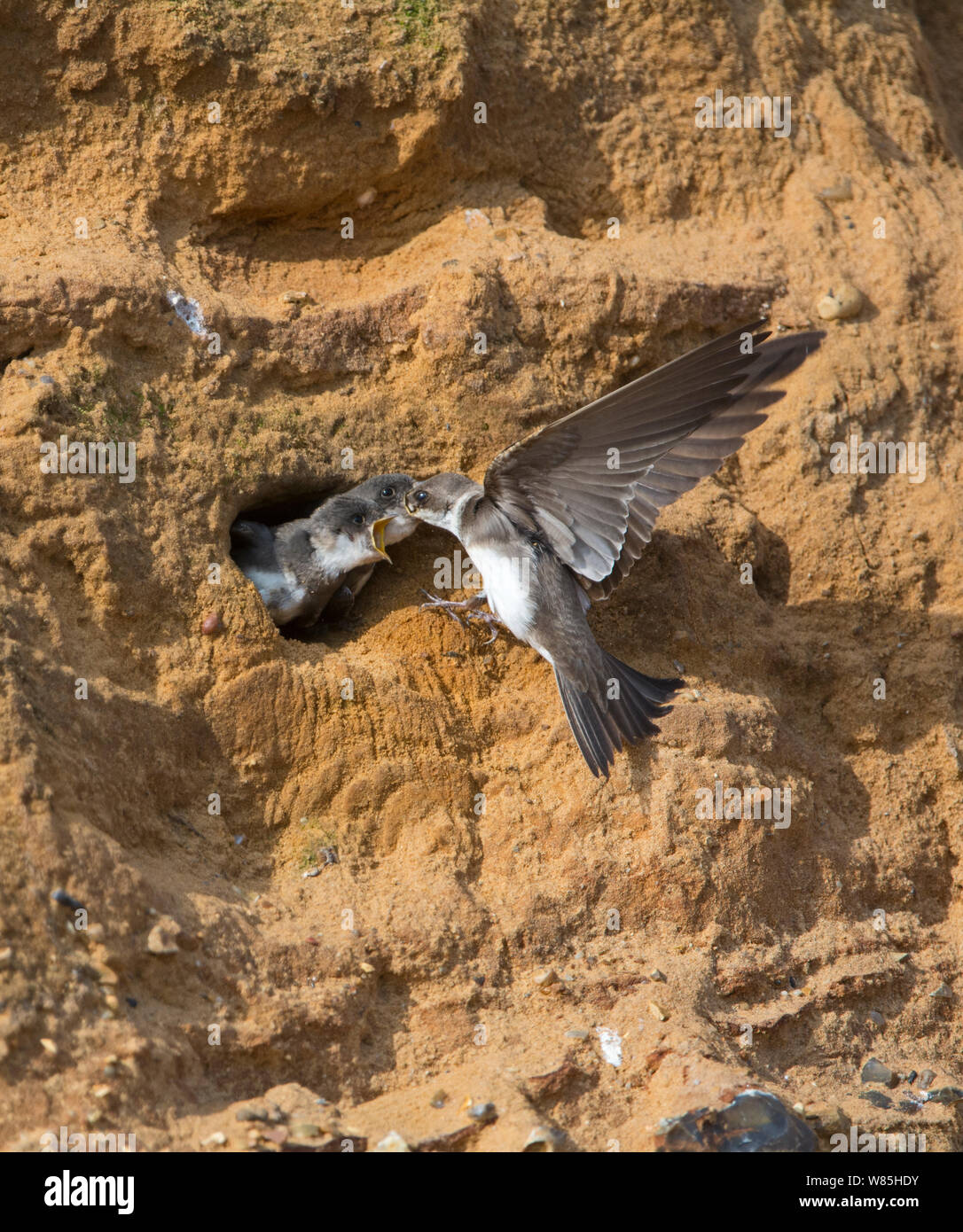 Sand martin (Riparia riparia) feeding young in nest hole at colony in sandstone cliffs, North Norfolk, UK, June. Stock Photo