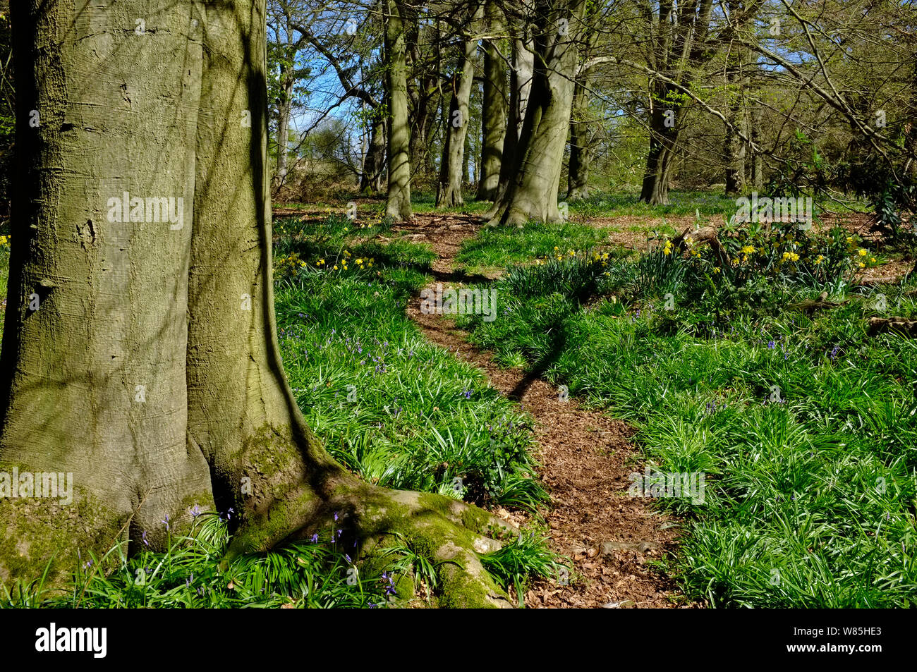 Path through Thursford Wood in spring, a Norfolk Wildlife Trust reserve. North Norfolk, UK. Stock Photo
