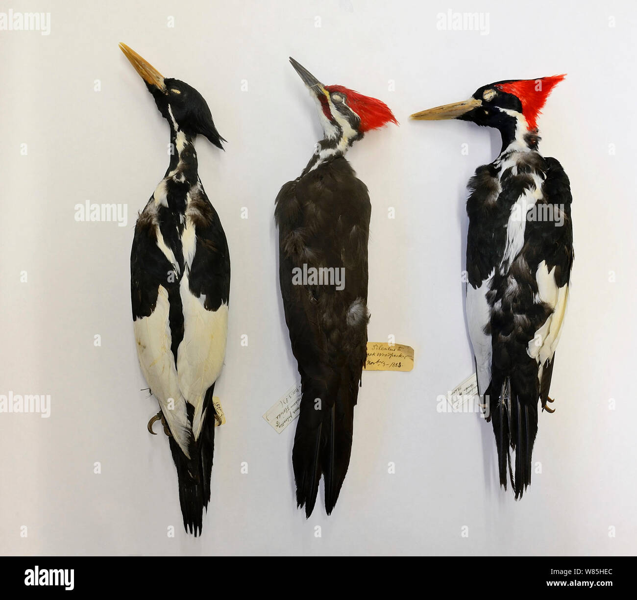 Skins of extinct Ivory-billed woodpeckers (Campephilus principalis