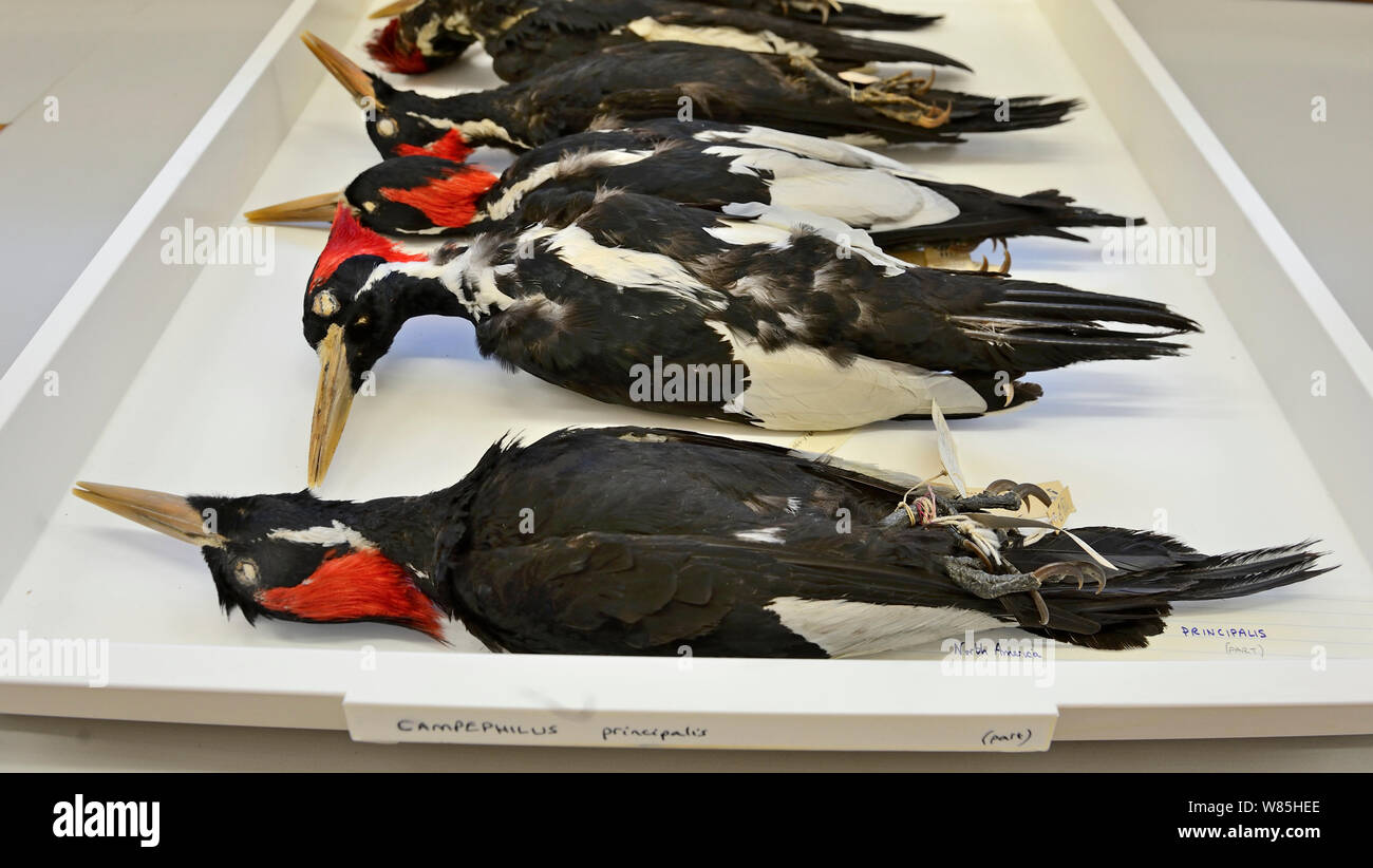 Ivory-billed woodpecker (Campephilus principalis) skins, Natural History Museum, Tring, UK. Extinct species, occurred in USA and Cuba. Stock Photo