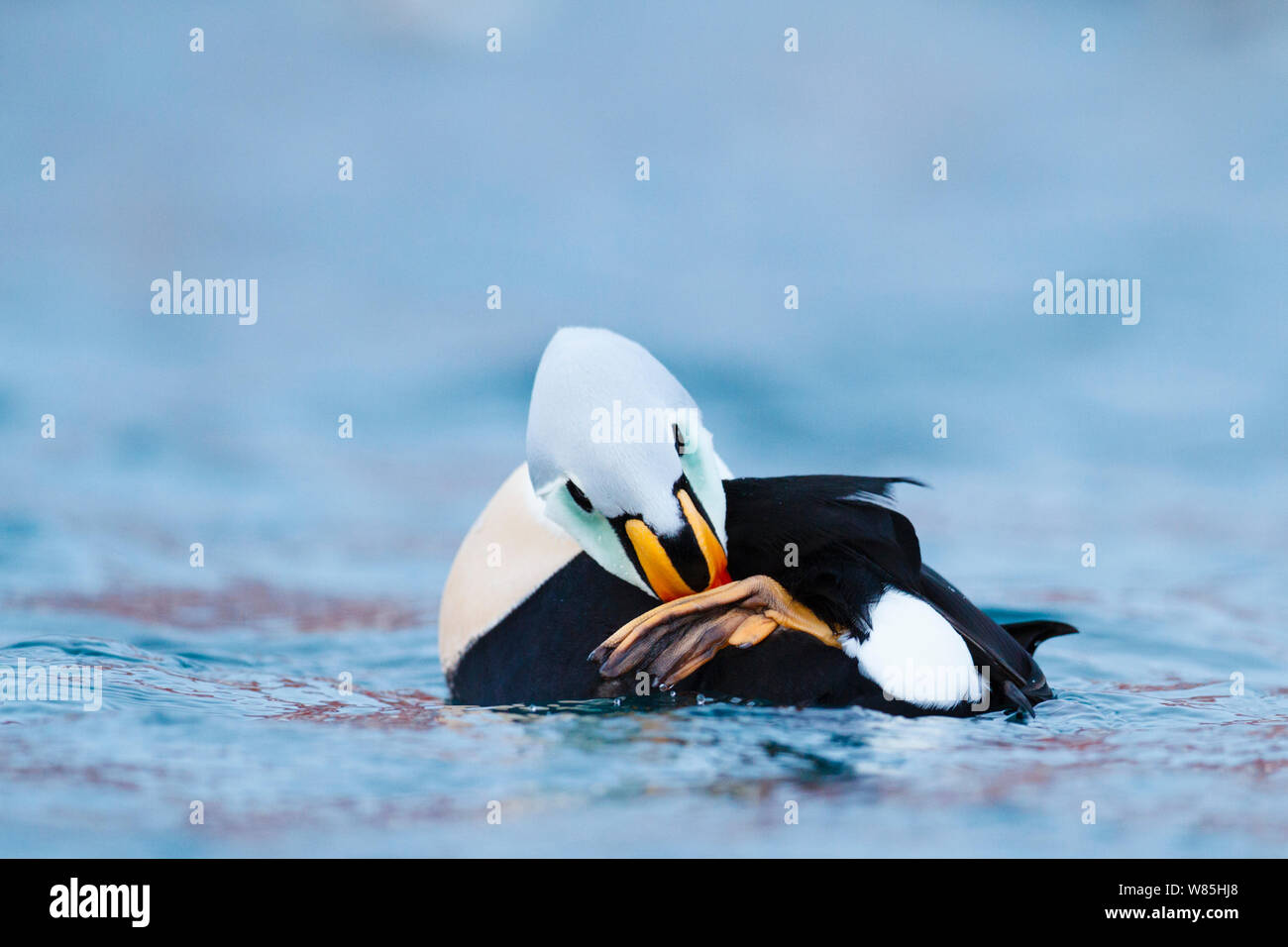 Adult male King Eider (Somateria spectabilis) scratching head with foot