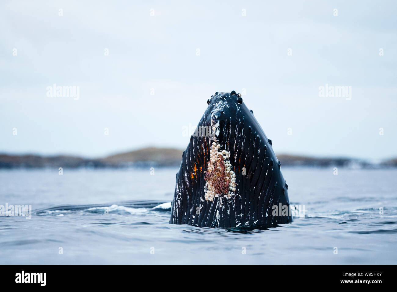 Close-up of a spyhopping Humpback whale (Megaptera novaeangliae) showing details on head. Andfjorden close to Senja, Troms, Northern Norway. January. Stock Photo