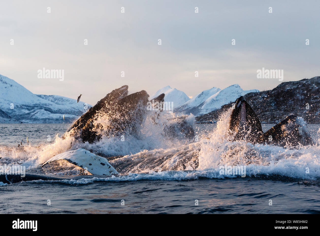 Humpback whales (Megaptera novaeangliae) feeding on Herring (Clupea harengus) Kvaloya, Troms, Northern Norway. November. Sequence 6 of 6. Stock Photo