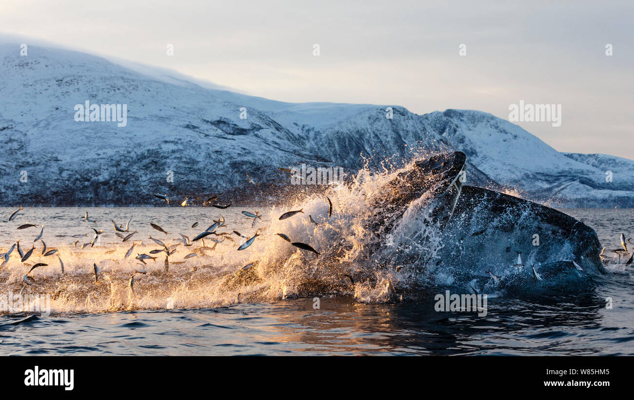 Hundreds of Herring (Clupea harengus) jumping out of the water to escape bubble-net feeding Humpback whales (Megaptera novaeangliae) attack from below. Kvaloya, Troms, Northern Norway. November. Sequence of 6. Stock Photo