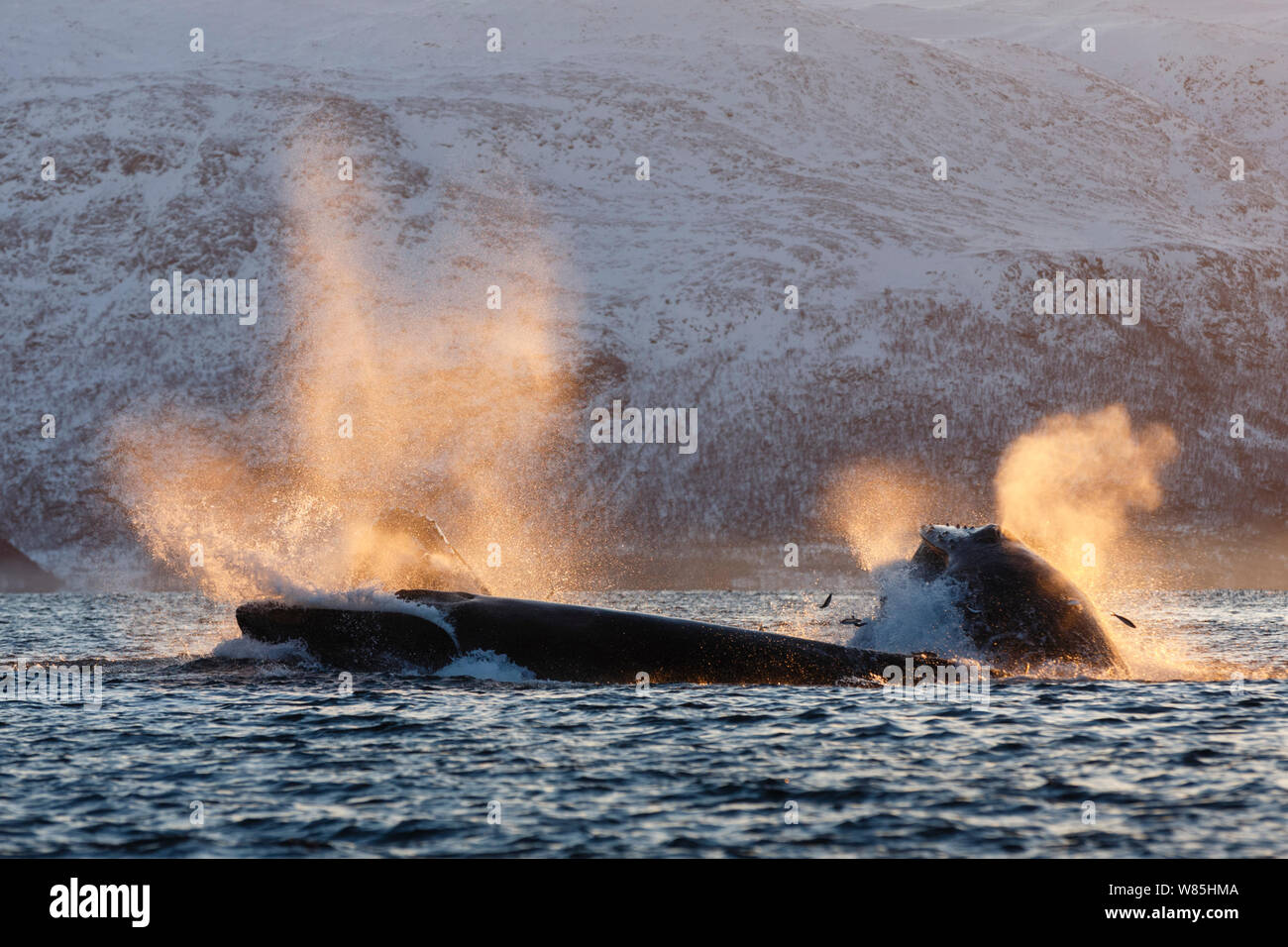 Humpback whales (Megaptera novaeangliae) feeding on Herring (Clupea harengus) Kvaloya, Troms, Northern Norway. November. Stock Photo