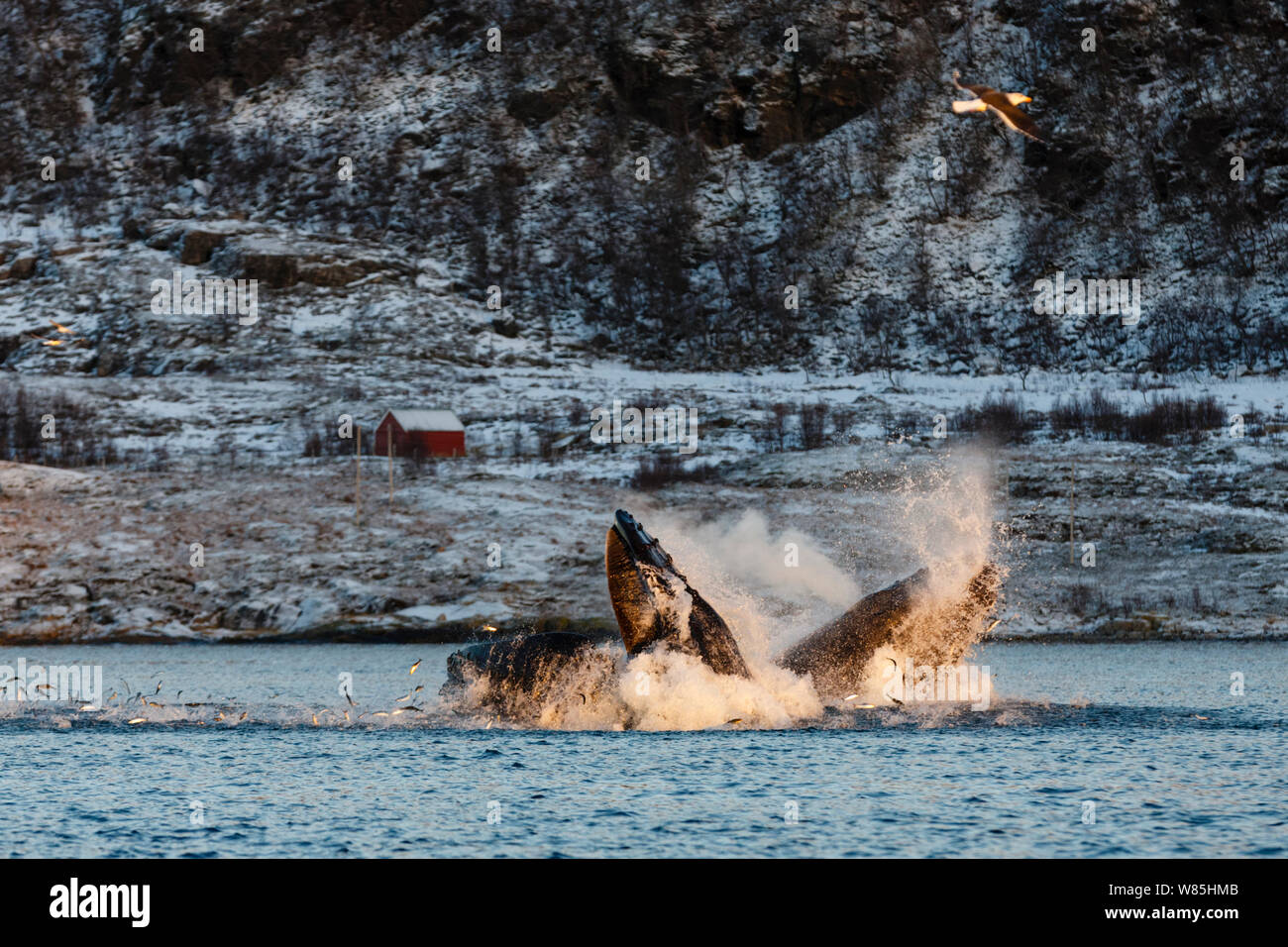 Humpback whales (Megaptera novaeangliae) feeding on Herring  (Clupea harengus) showing baleen plates. Herring jumping out of water to escape. Kvaloya, Troms, Northern Norway. November. Stock Photo