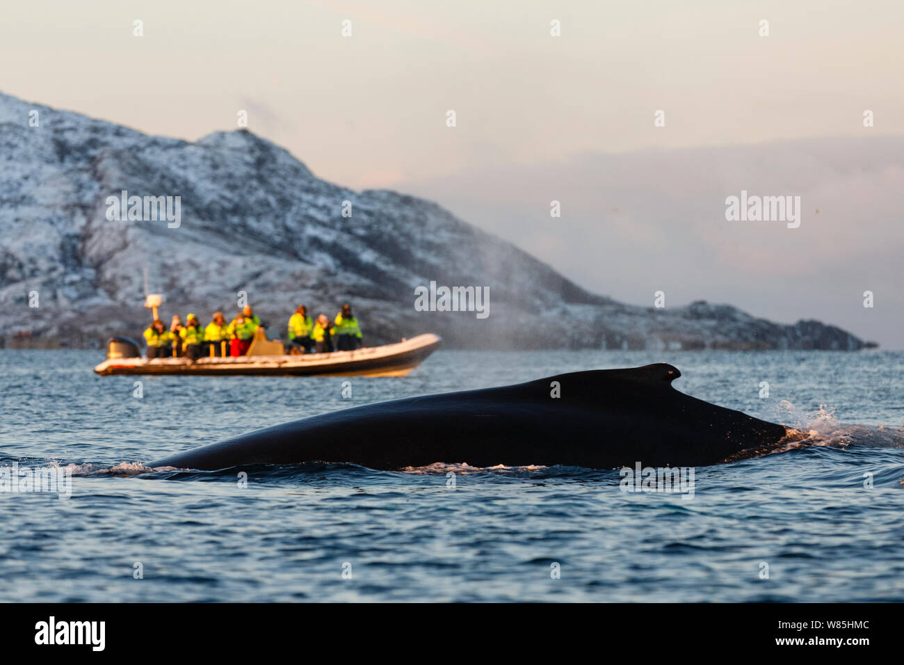 Humpback whale (Megaptera novaeangliae) and whale safari tourists in a ...