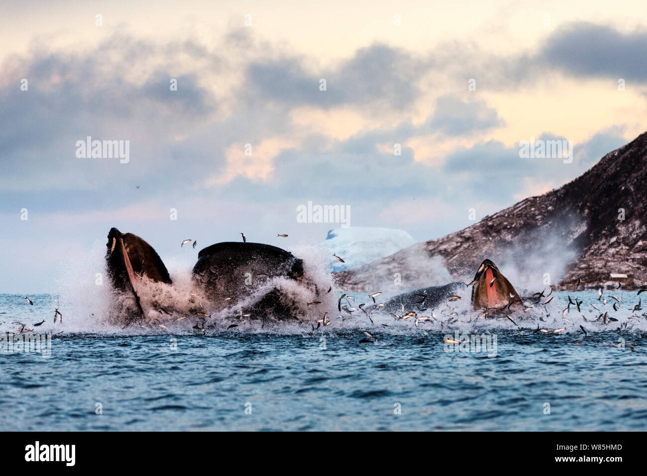 Hundreds of Herring  (Clupea harengus) jumping out of the water when bubble-net feeding Humpback whales (Megaptera novaeangliae) attack from below. Image showing the gap between the upper and lower mandible. Kvaloya, Troms, Northern Norway. November. Stock Photo