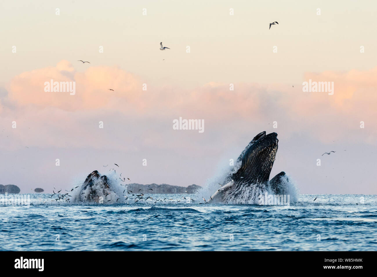 Bubble-net feeding Humpback whales (Megaptera novaeangliae)  feeding on Herring (Clupea harengus) Herring jumping out of the water to escape. Kvaloya, Troms, Northern Norway. November. Stock Photo