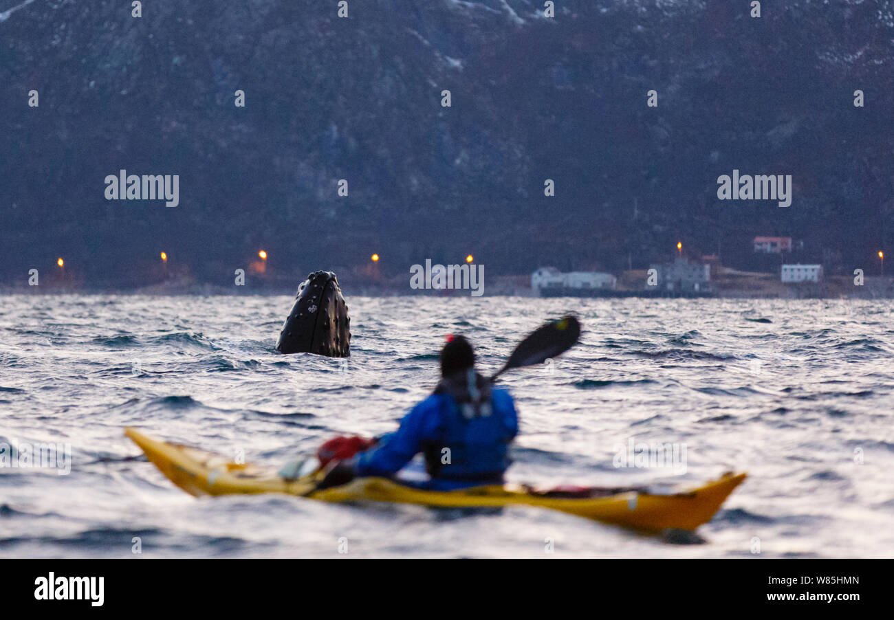 Spyhopping Humpback whale (Megaptera novaeangliae) watched my man in kayak. Kvaloya, Troms, Northern Norway. November. Stock Photo
