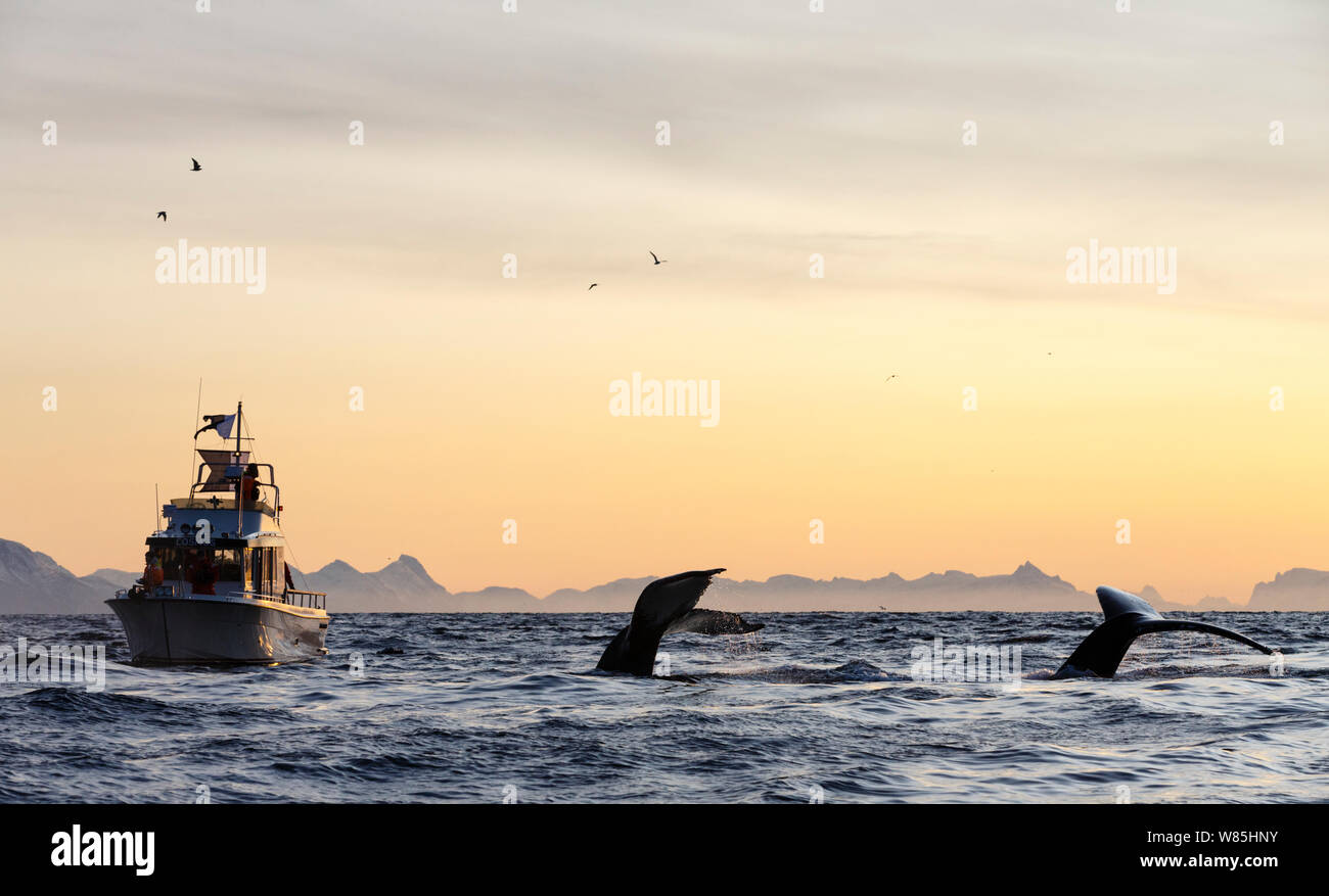 Diving with whales hi-res stock photography and images - Alamy