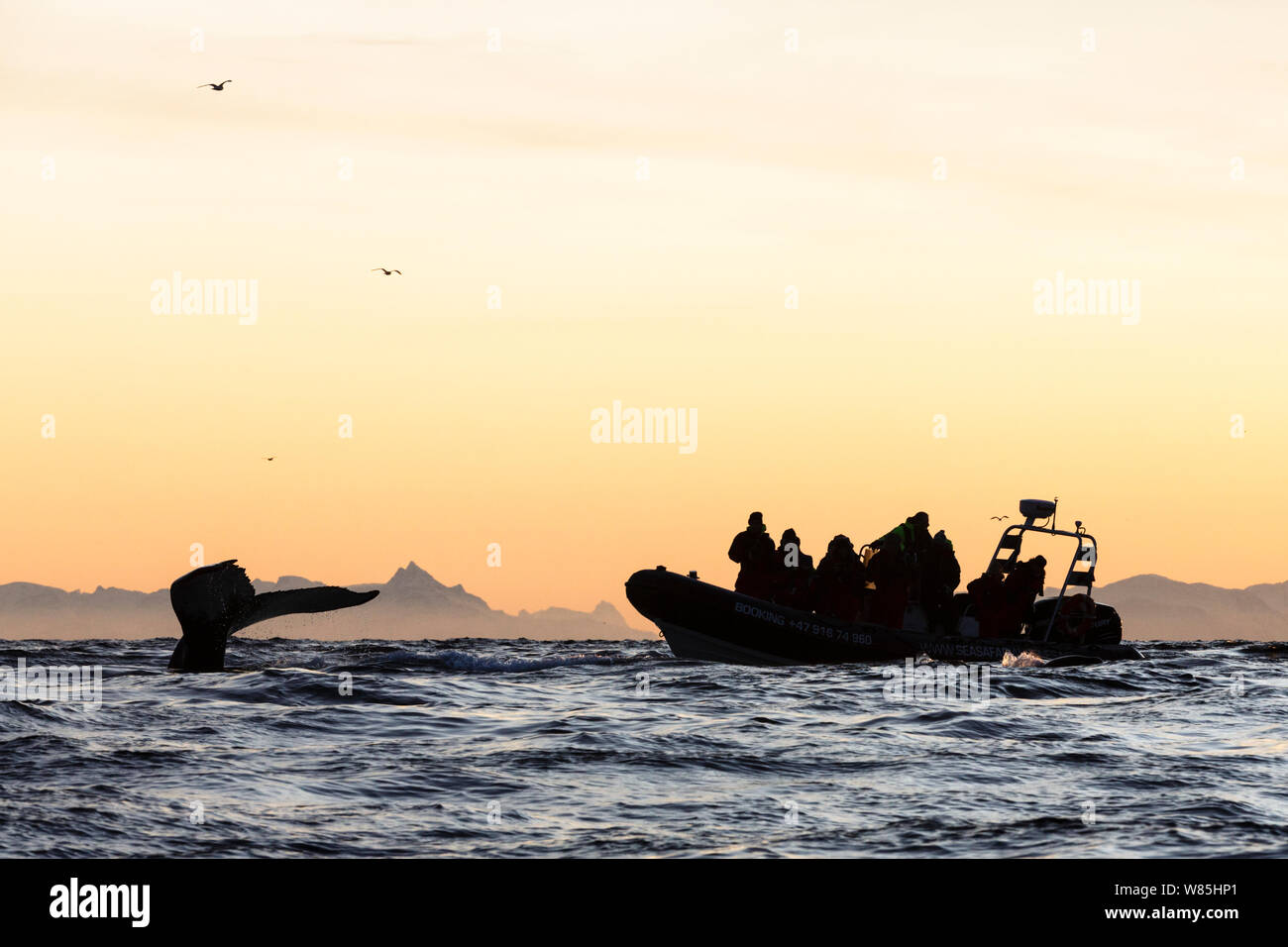 Andfjorden hi-res stock photography and images - Alamy