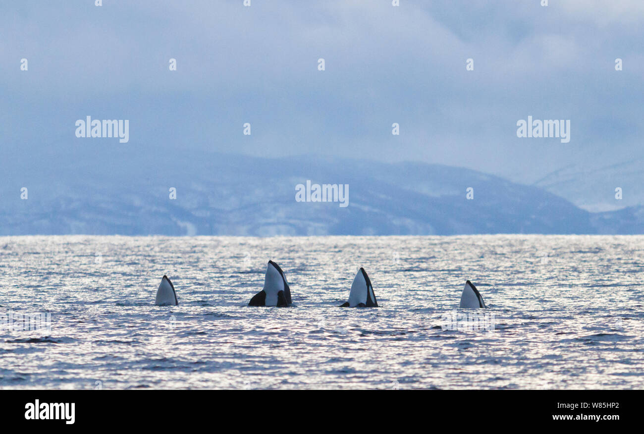 Four Killer whales (Orcinus orca) spyhopping in a row. Kvalnes, Andoya, Nordland, Northern Norway, December. Stock Photo