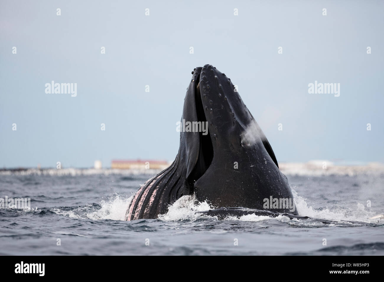 Humpback whale (Megaptera novaeangliae) feeding on herring with ventral