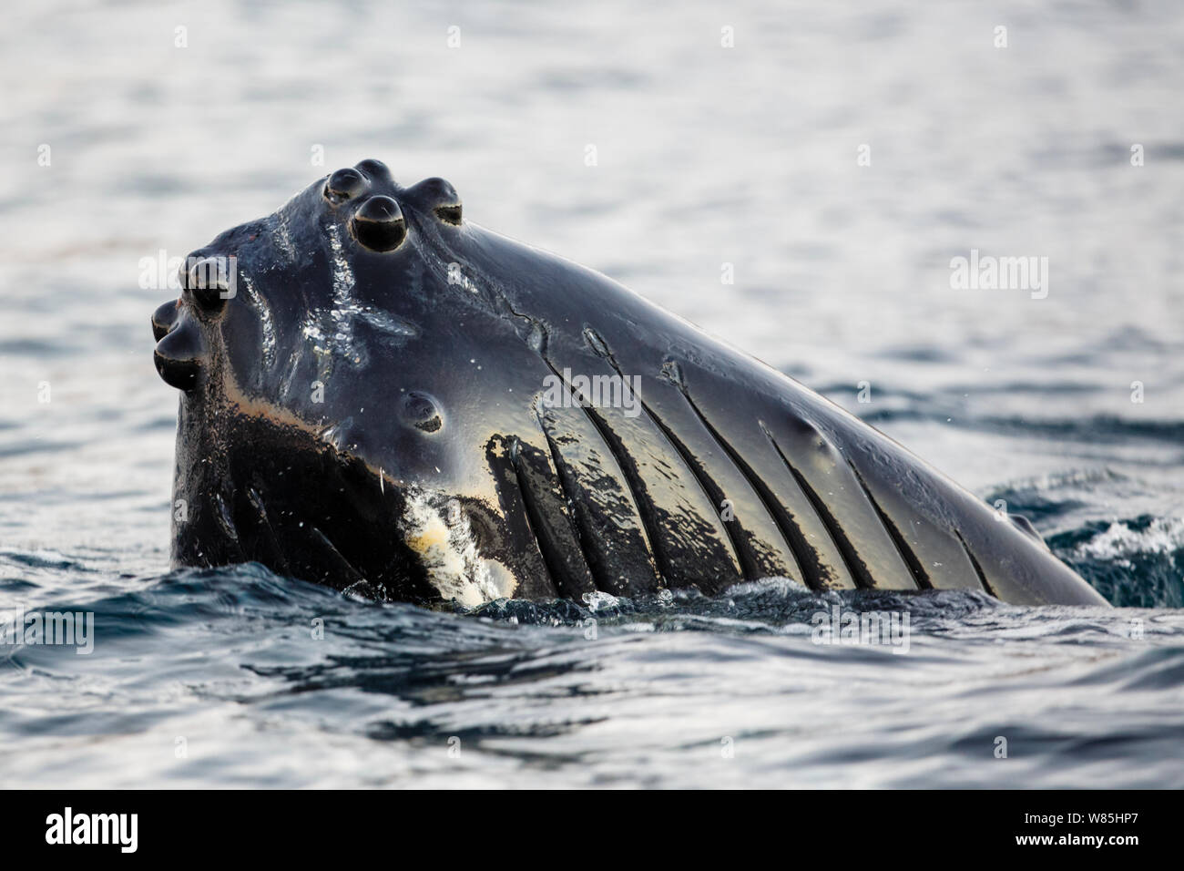 Close-up of a spyhopping Humpback whale (Megaptera novaeangliae) showing the knobs (tubercles) which are enlarged hair follicles possibly used for sensory purposes. Kvaloya, Troms, Northern Norway. November. Stock Photo