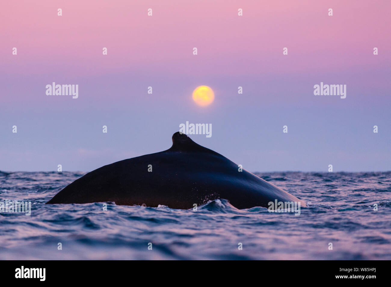 Alaska moon humping