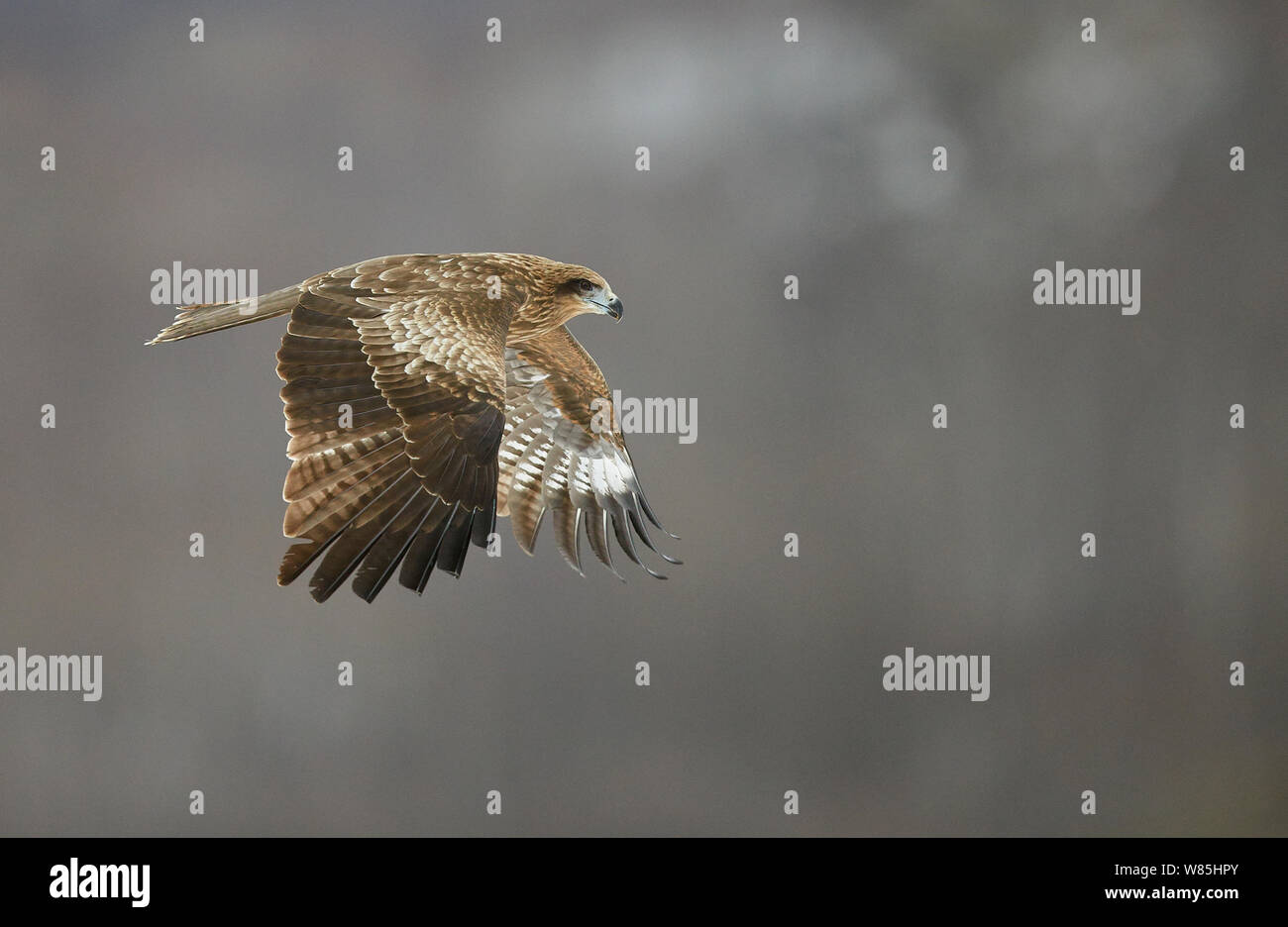 Black kite (Milvus migrans) flying, Hokkaido, Japan, February. Stock Photo