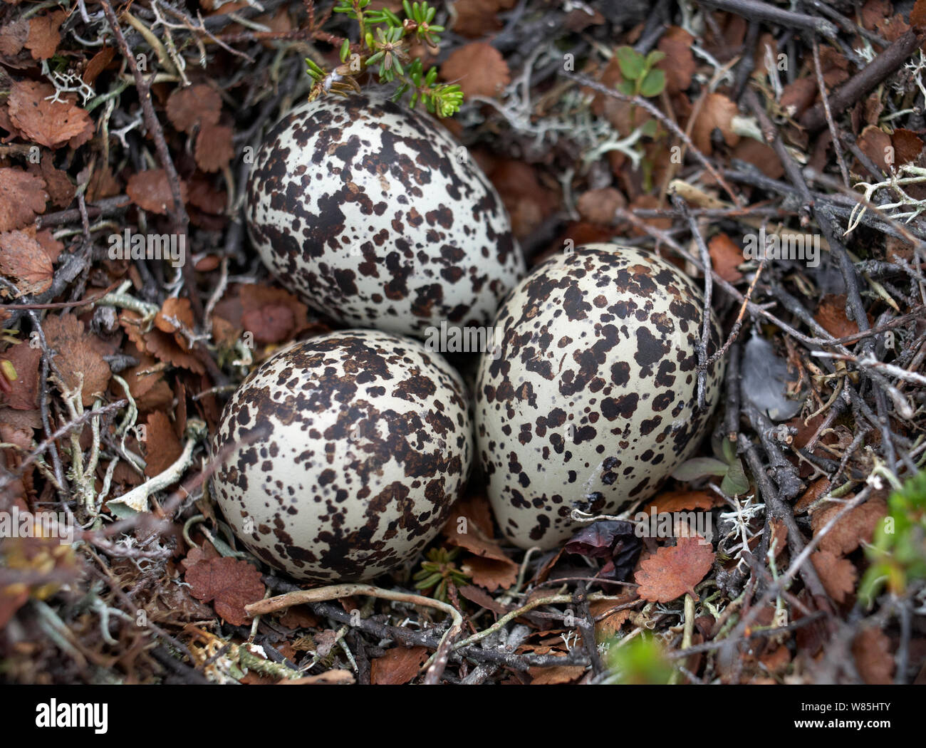 Golden plover (Pluvialis apricaria) nest with eggs, Norway, June. Stock Photo