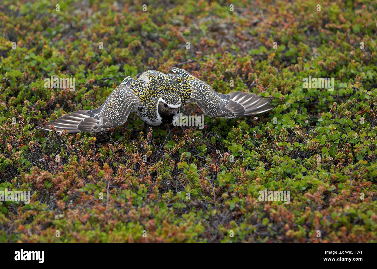 Golden plover (Pluvialis apricaria) Norway, June. Stock Photo