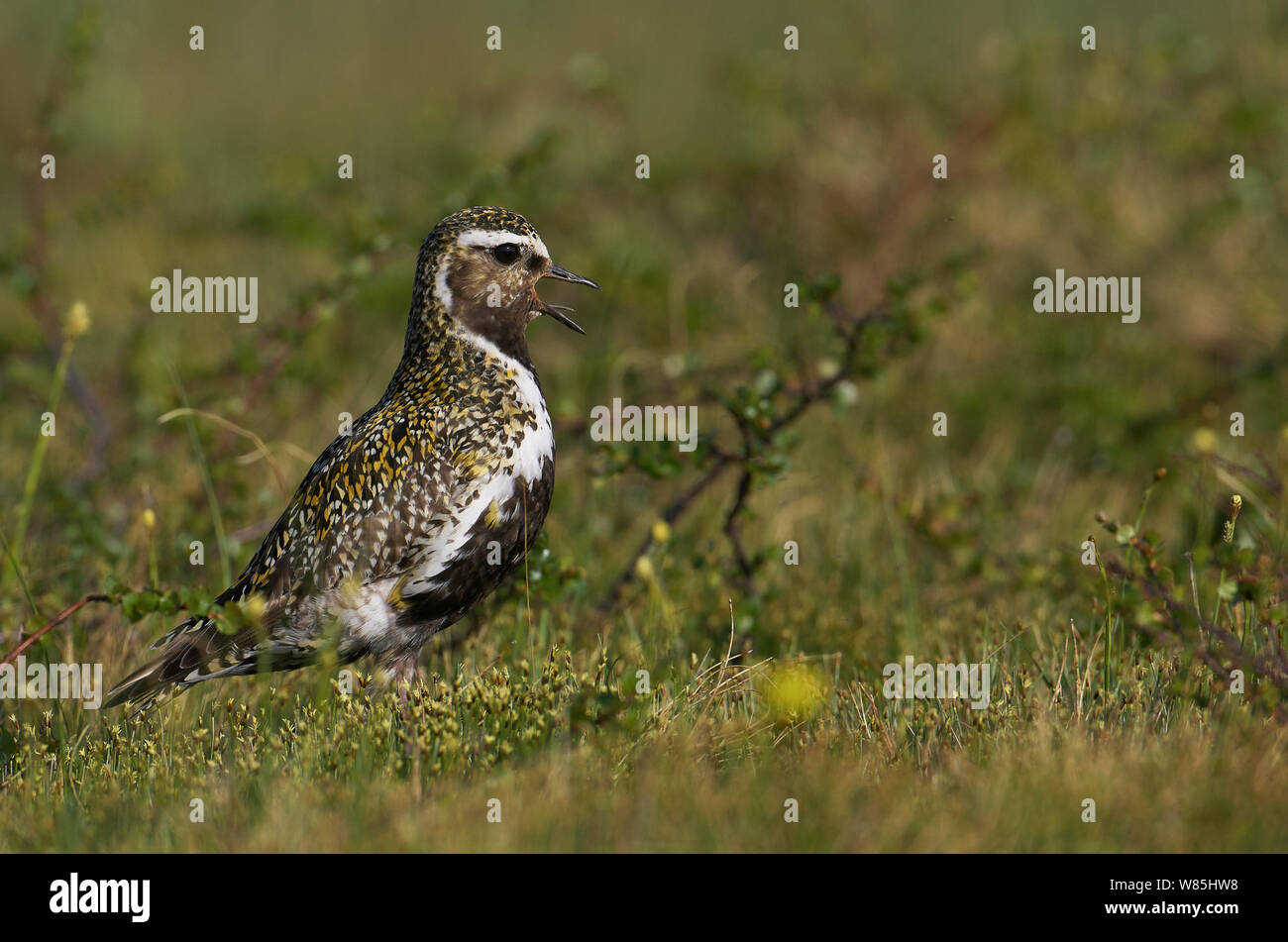 Golden plover (Pluvialis apricaria), Norway, July. Stock Photo