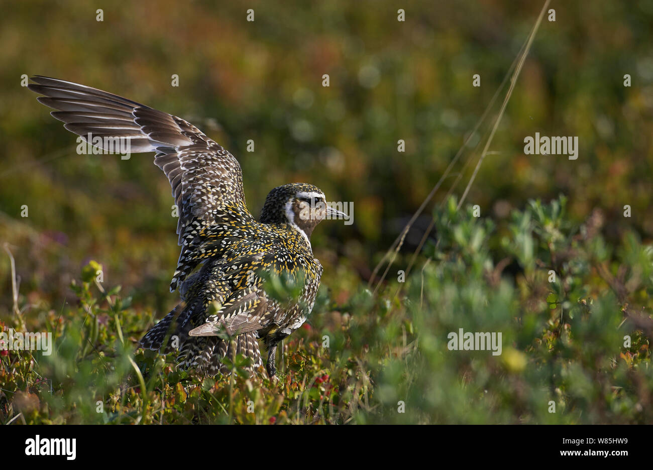 Golden plover (Pluvialis apricaria) spreading wings, Norway, July. Stock Photo