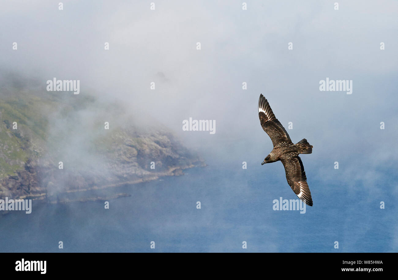 Great skua (Catharacta skua) flying, Shetland Islands, Scotland, UK, July. Stock Photo