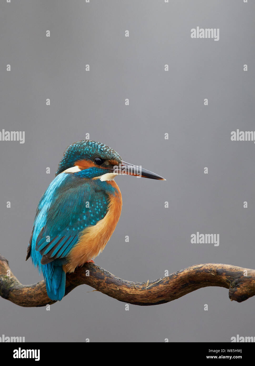 Kingfisher (Alcedo atthis) perched on branch, Hungary, January. Stock Photo