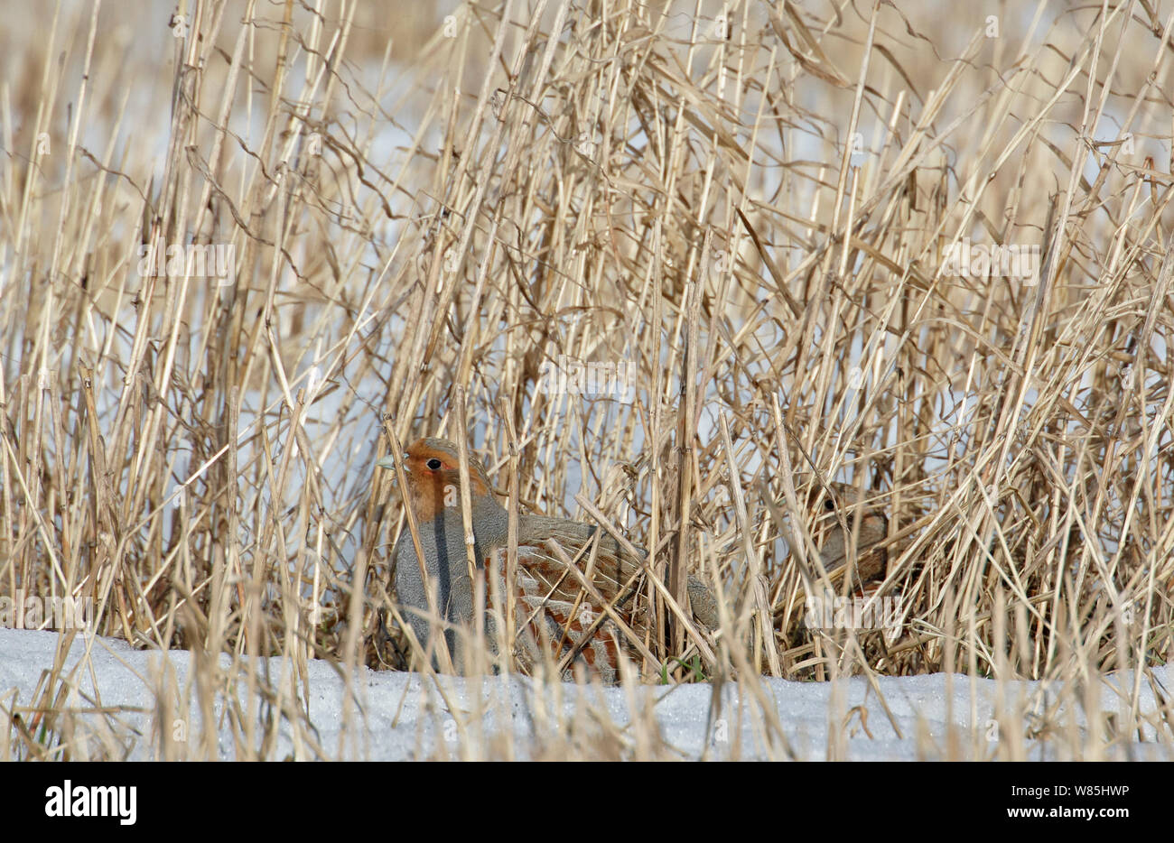 Grey partridge (Perdix perdix) male and female in grass, Liminka, Finland, March. Stock Photo