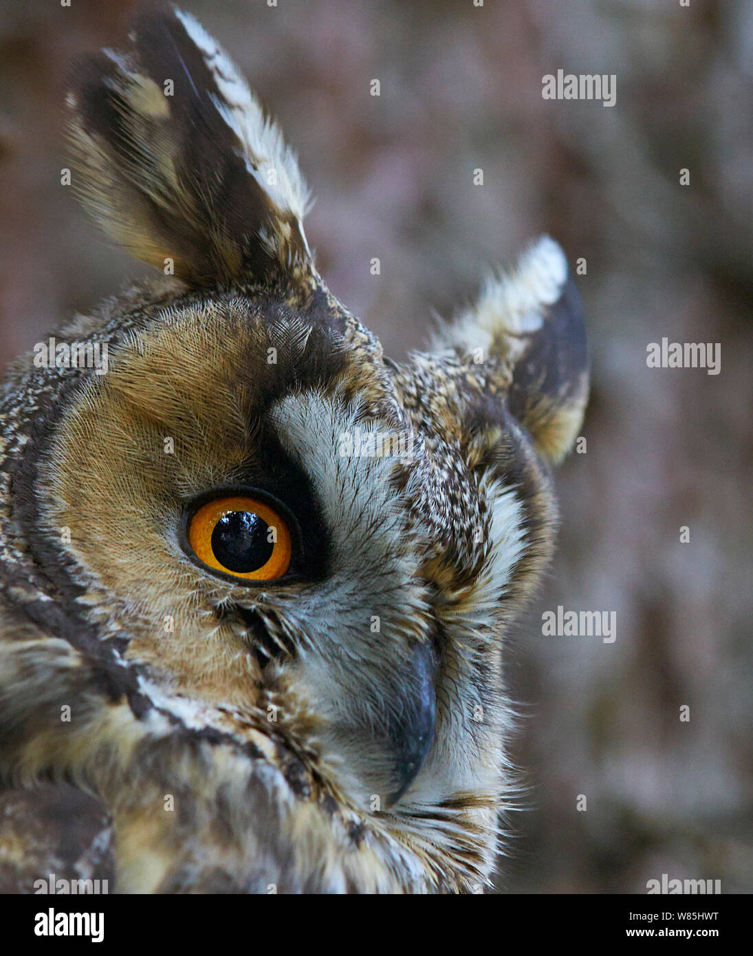 Long-eared owl (Asio otus), Hungary, January. Stock Photo