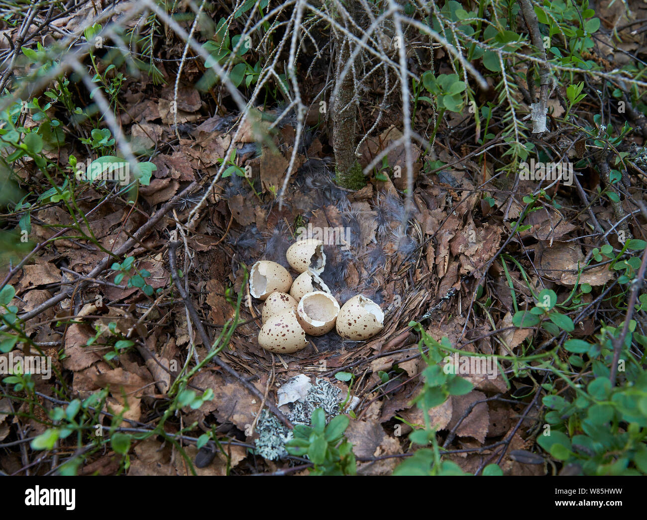 Hazel grouse (Tetrastes bonasia) nest after hatch, Vaala, Finland, June. Stock Photo