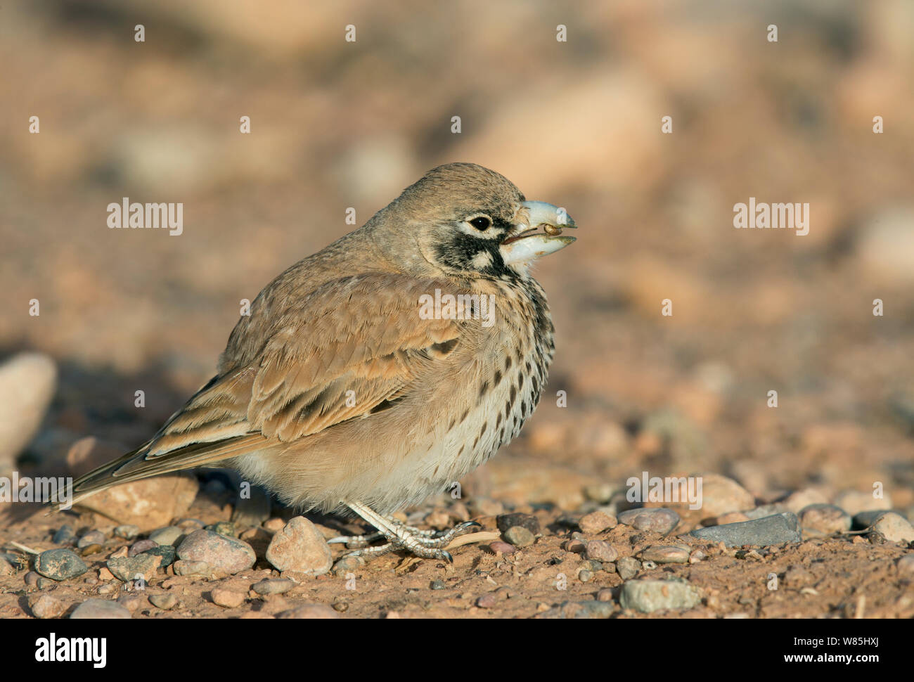 Thick-billed lark (Ramphocoris clotbey) feeding, Morocco, March. Stock Photo