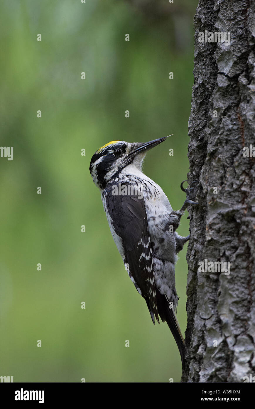 Three-toed Woodpecker (Picoides tridactylus) on tree trunk, Kuusamo, Finland, June. Stock Photo